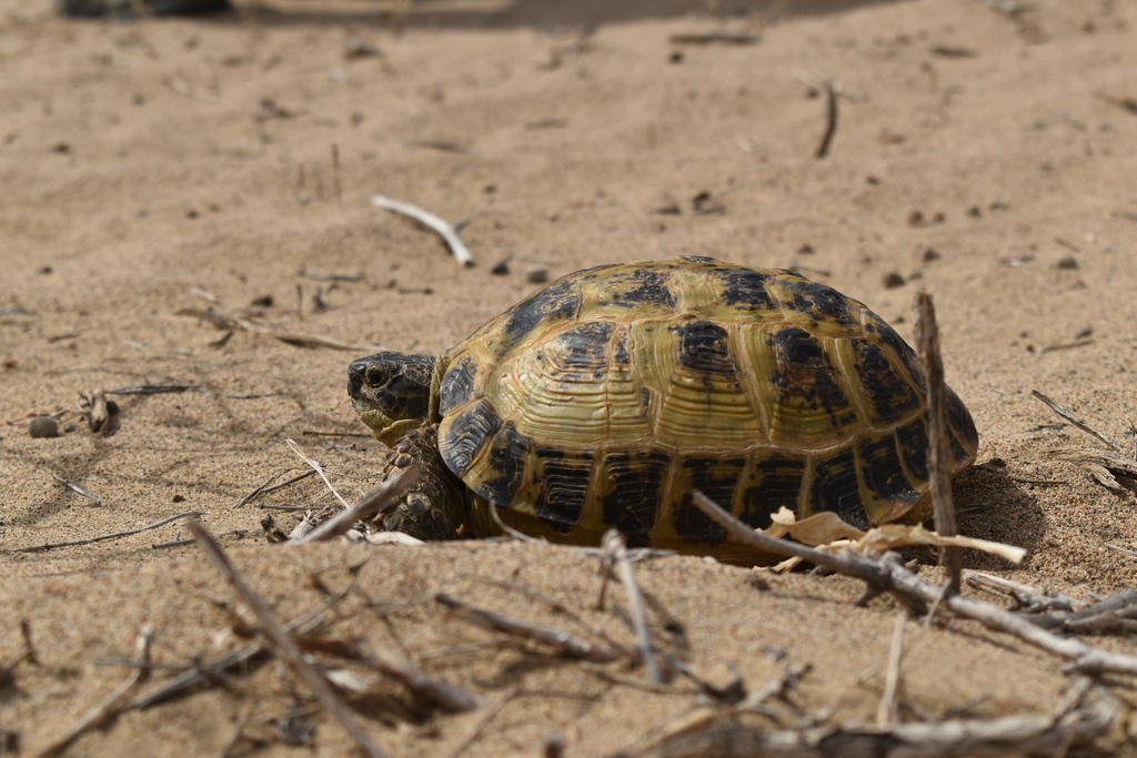 Afghan Tortoise in May 2023 by Alexey Katz · iNaturalist