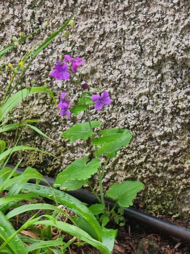 Lunaria annua image