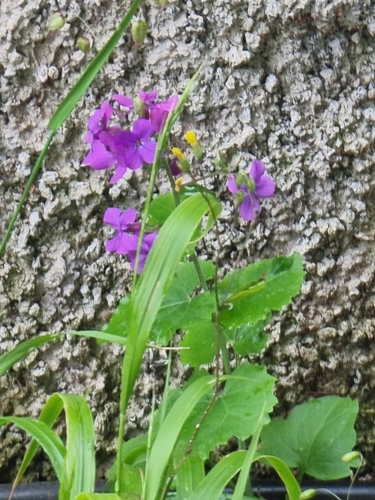 Lunaria image