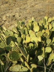 Opuntia