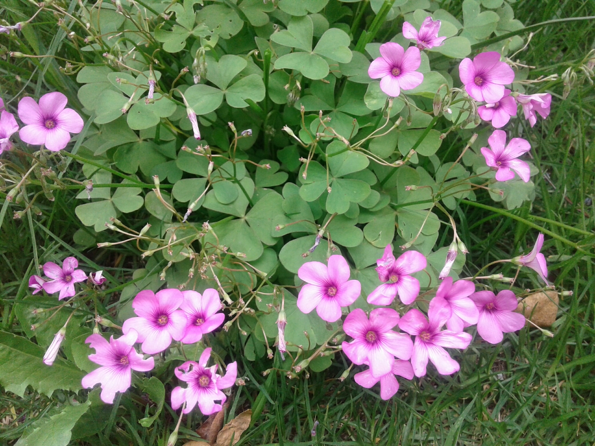Oxalis articulata image