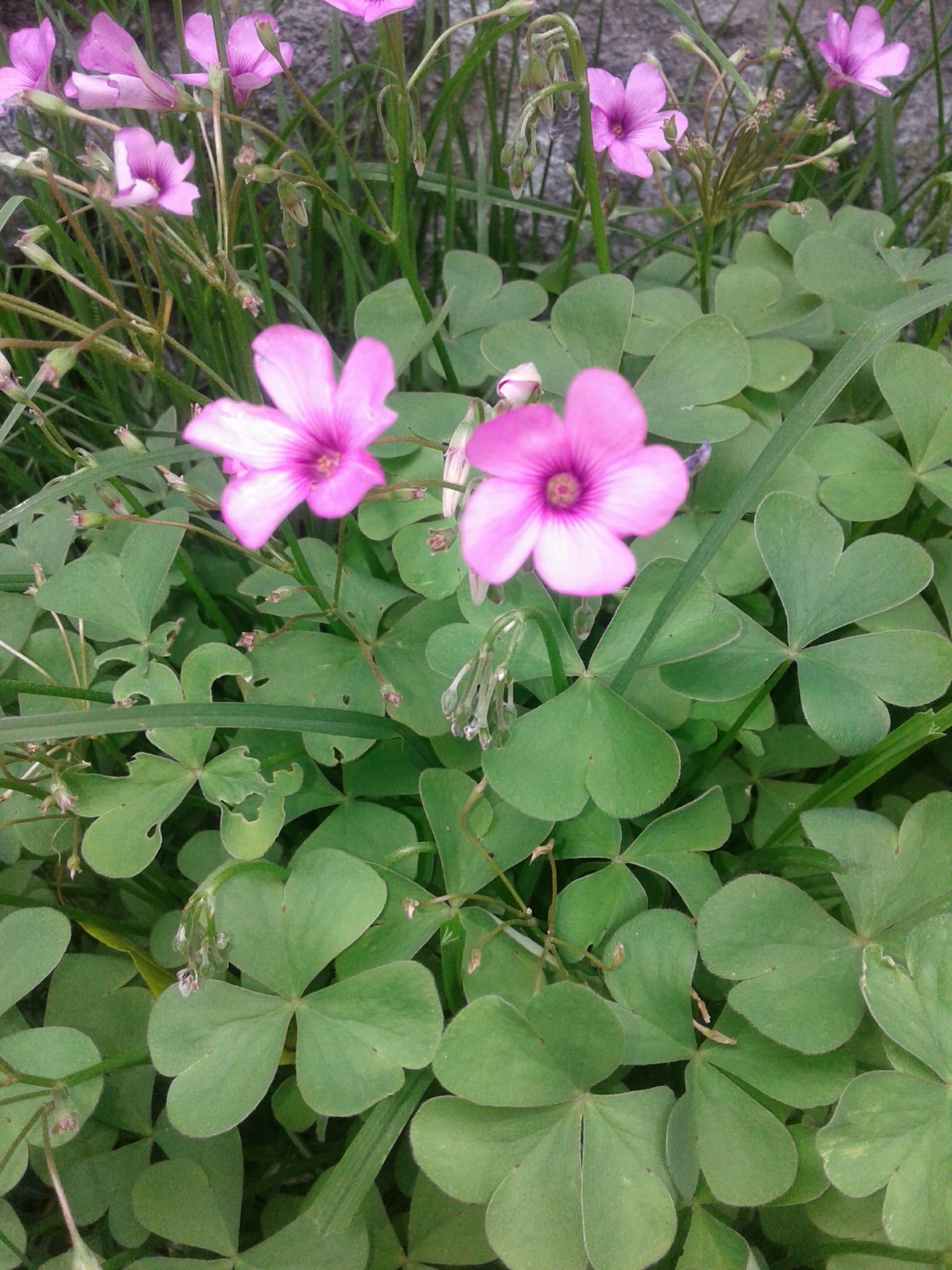 Oxalis articulata image