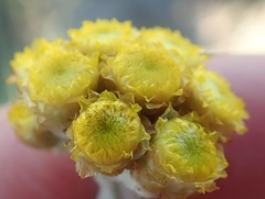 Helichrysum aureonitens