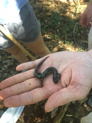 Plethodon grobmani