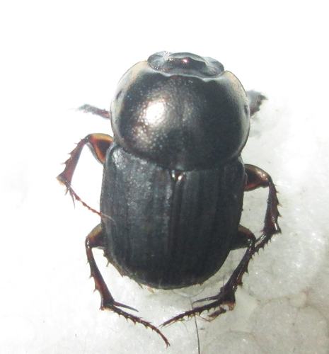 Liatongus militaris