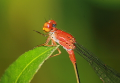 Pseudagrion pilidorsum declaratum