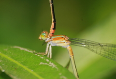 Pseudagrion pilidorsum declaratum
