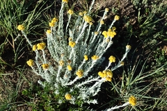 Helichrysum aureonitens
