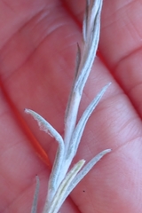 Helichrysum aureonitens