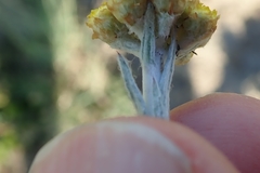 Helichrysum aureonitens