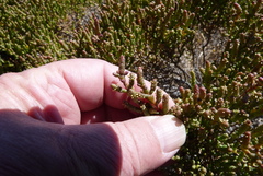 Tecticornia halocnemoides