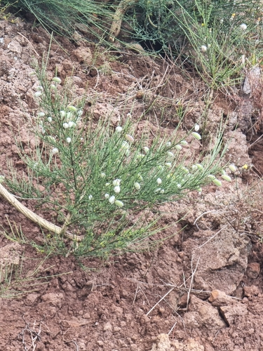 Cytisus striatus image