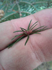 Abies balsamea image