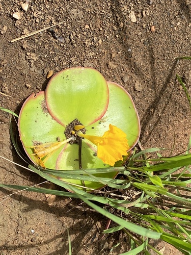 Costus spectabilis image