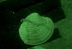 Retrotapes exalbidus