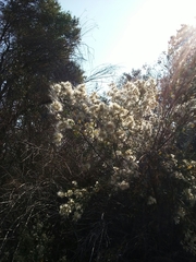 Baccharis salicina