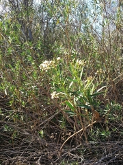Baccharis salicifolia