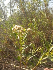 Baccharis salicifolia