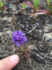 Gilia capitata chamissonis