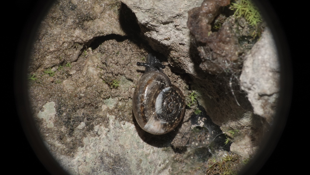 Campylaea illyrica