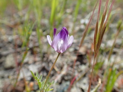 Astragalus rattanii jepsonianus
