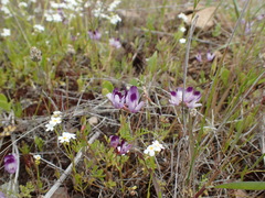 Astragalus rattanii jepsonianus