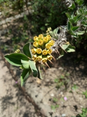 Euphorbia didiereoides