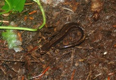 Plethodon dunni