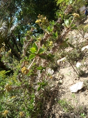 Euphorbia didiereoides
