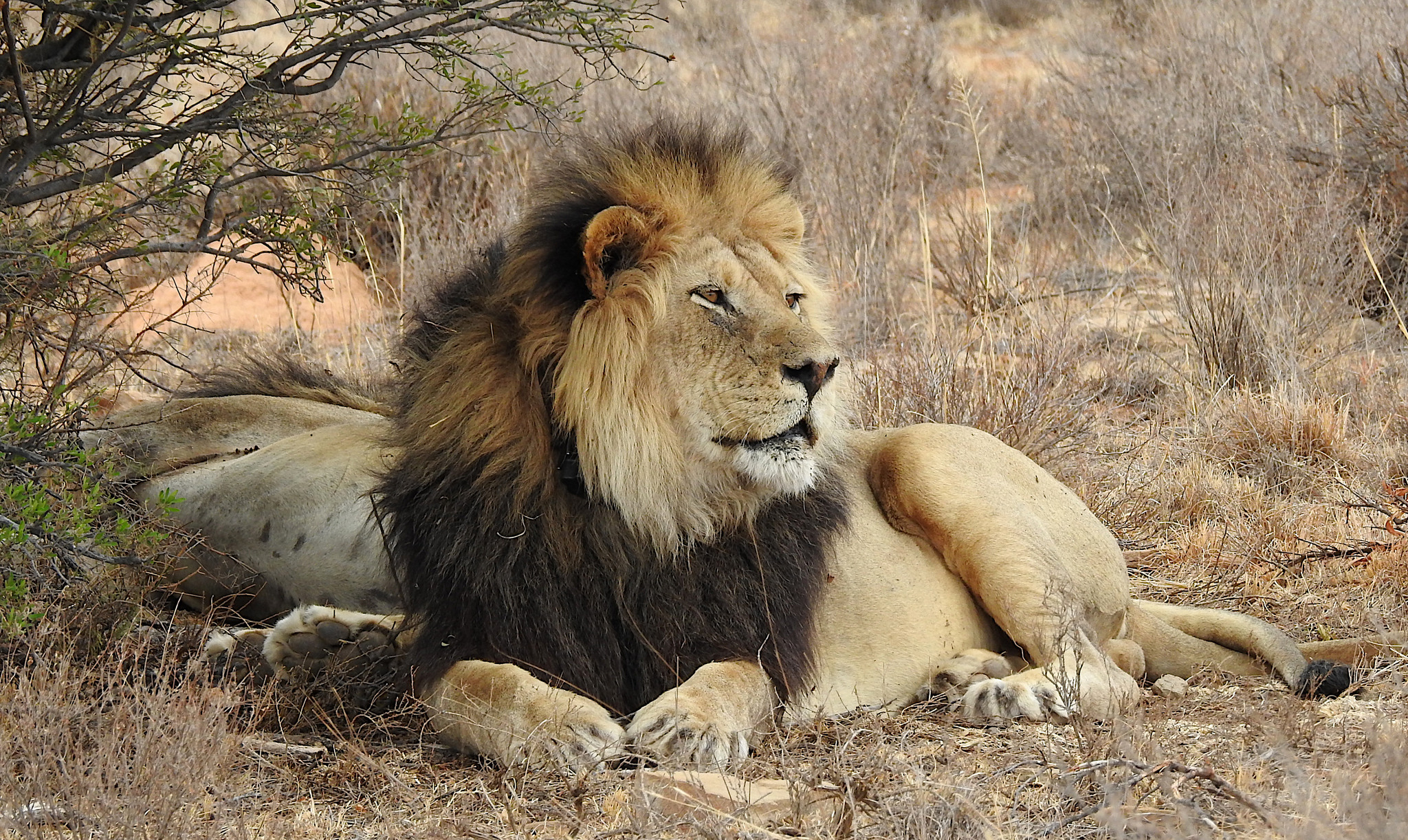 Panthera Leo Ltd
