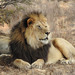 Lion - Photo (c) cirolana, some rights reserved (CC BY-NC)