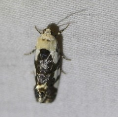 Acontia nivipicta