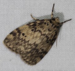 Hectobrocha subnigra