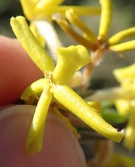 Lasiosiphon splendens