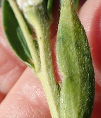 Lasiosiphon splendens