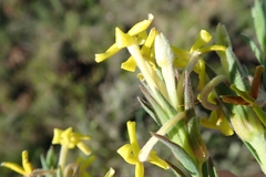 Lasiosiphon splendens