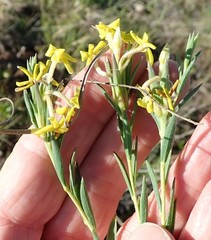 Lasiosiphon splendens