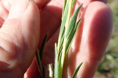 Lasiosiphon splendens