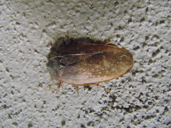 Homoeogamia mexicana