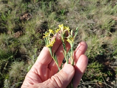 Lasiosiphon splendens