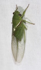 Glaucopsaltria viridis