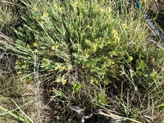 Lasiosiphon splendens