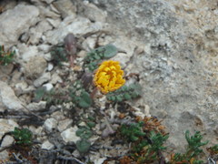 Taraxacum aphrogenes