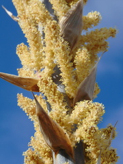 Dasylirion parryanum