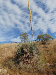 Dasylirion parryanum