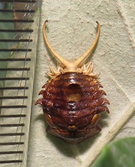 Basipta stolida