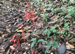 Monotropa coccinea
