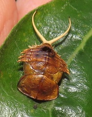 Basipta stolida
