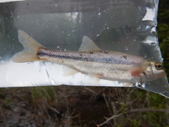 Couesius plumbeus