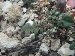 Taraxacum aphrogenes